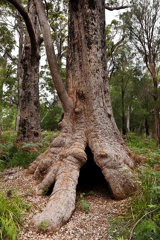 126 Valley of the Giants.jpg